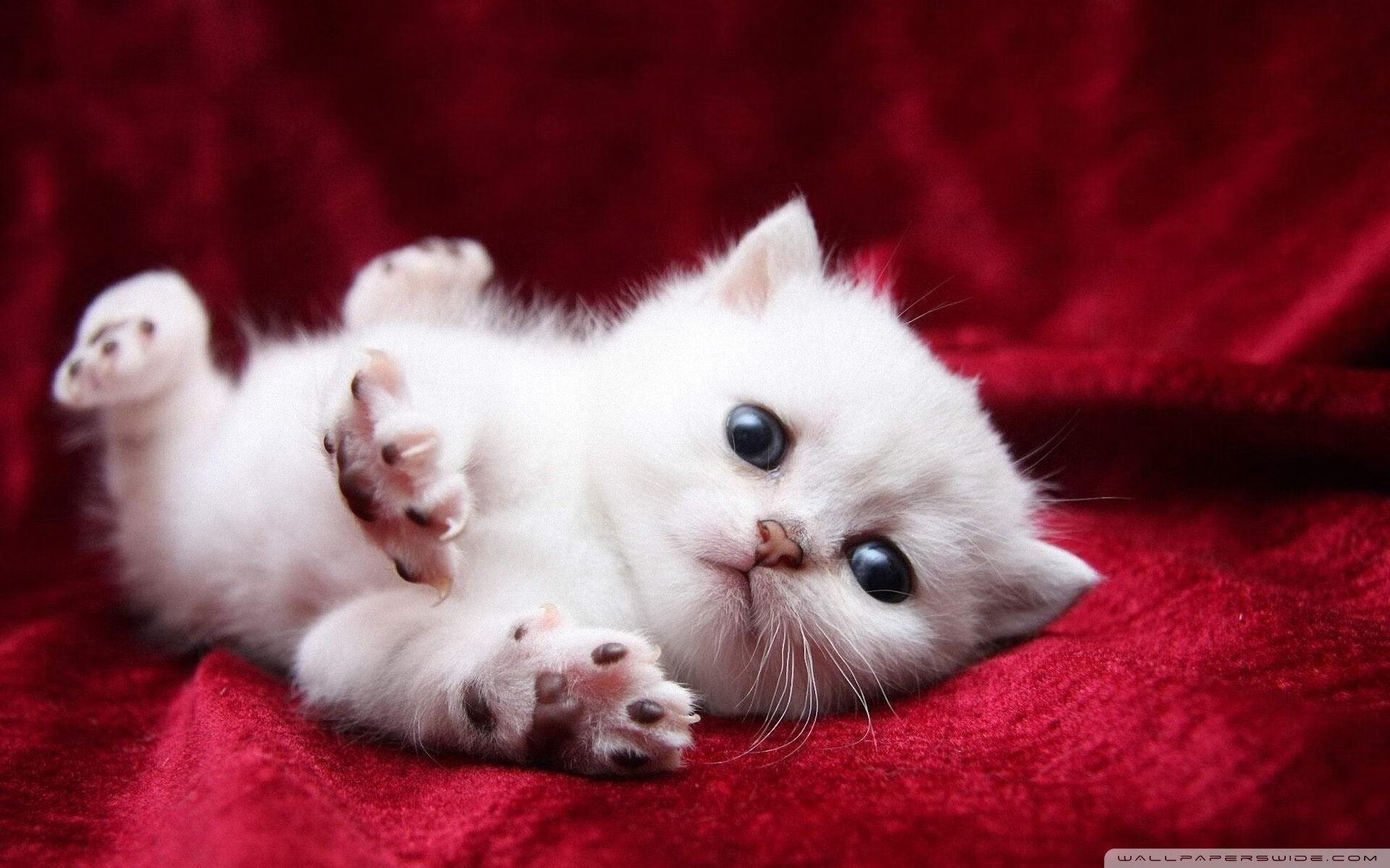 乒乓球世界排名更新，中国队占据前列，乒乓球世界排名如何