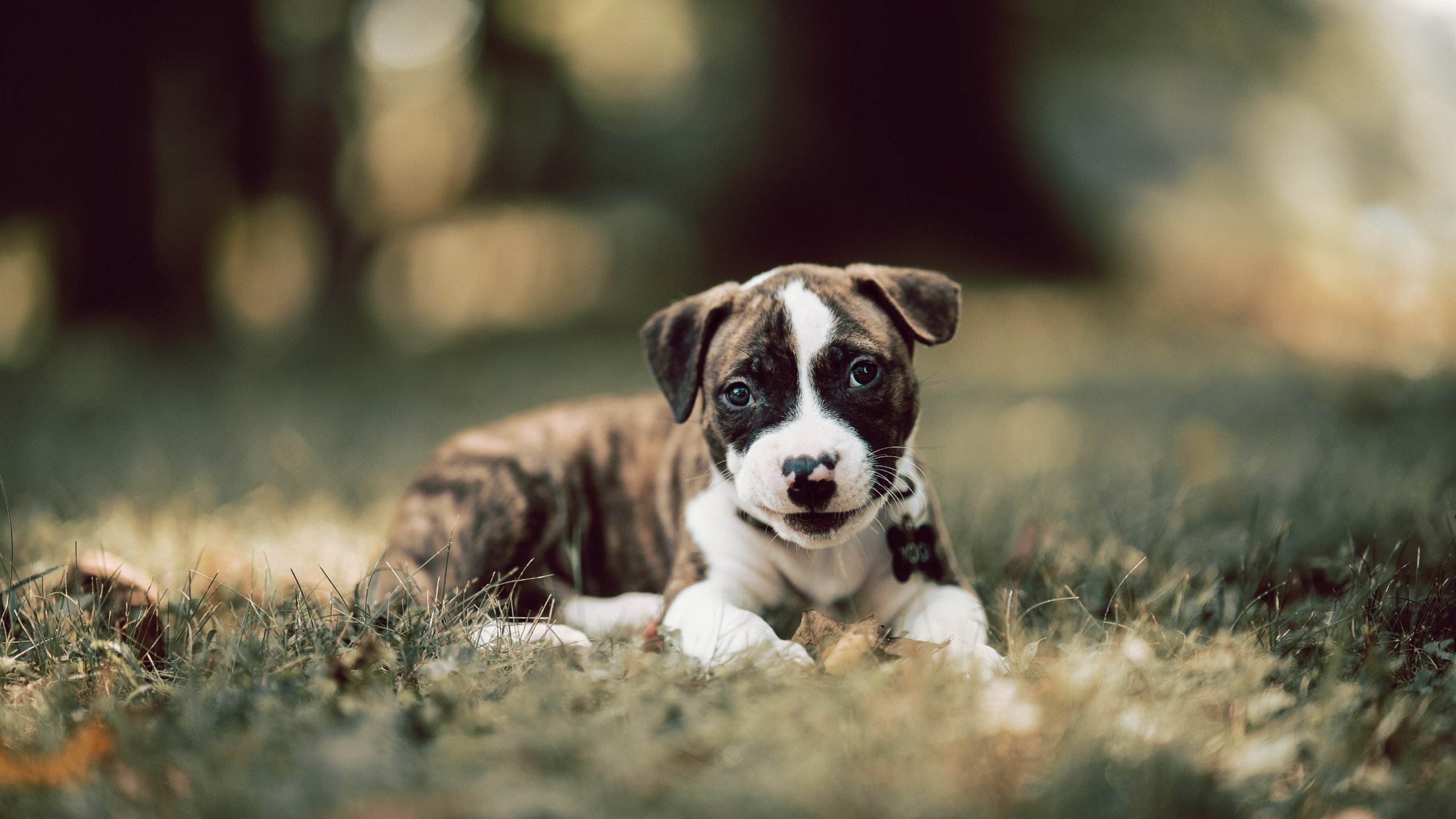 瑞典乒乓战术:如何用细腻技术击败对手,瑞典乒乓球巅峰时期