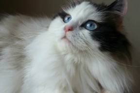 开云官方-NBA全明星阵容正式揭晓，nba全明星阵容里面有哪些球员