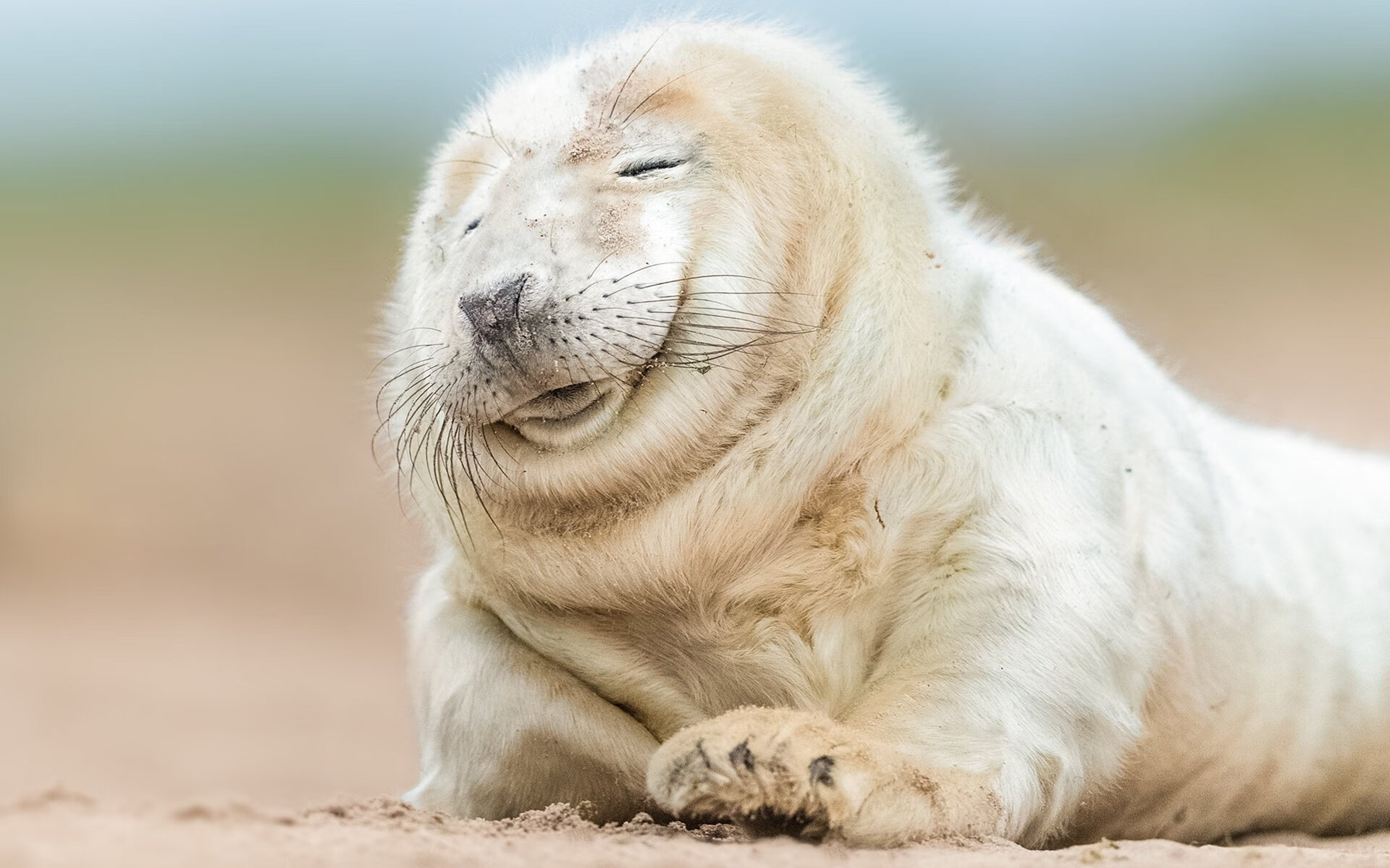 中甲联赛外援政策调整加大本土球员登场机会，中甲外援年薪排行榜